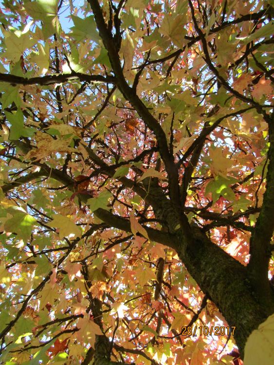 La comptine des couleurs de l'automne : Je connais un arbre qui est dénudé, car pendant l’automne les feuilles sont tombées. Elles devenaient jaunes, brunes et orangées, vertes, rouge-bordeaux et même dorées. | 
